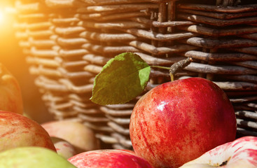 red and yellow organic apple with a green dry leaf lies on a pile of apples against the background of a wicker basket