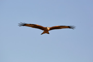Awesome bird of prey in flight with the sky of background