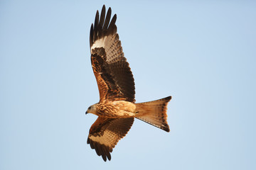 Awesome bird of prey in flight with the sky of background