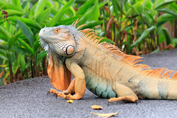 Fototapeta premium Jurong Bird Park, Singapore - JUNE 30, 2019: Lizard Chameleon