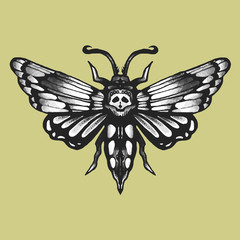 vintage hand drawn skull moth drawing halloween gothic tattoo