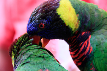 Jurong Bird Park, Singapore - AUGUST 06, 2019: Coconut lorikeet preening another lorikeet Psittaciformes Psittaculidae Trichoglossus T. haematodus