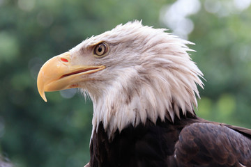 Jurong Bird Park, Singapore - AUGUST 06, 2019: African Fish-Eagle flying