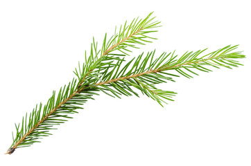 Spruce, pine branch without shadow on a white background. Object for advertising, packaging, christmas cards.