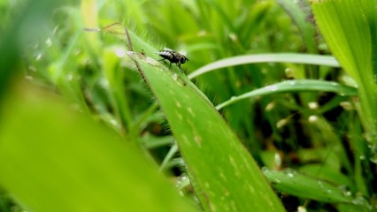 housefly