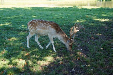 Deer resting on the green grass