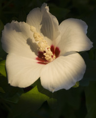 Fototapeta na wymiar A huge white with a red center hibiscus flower in the rays of the setting sun on a dark background