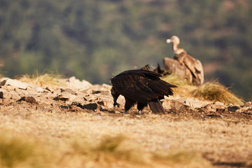 Raven eating carrion in nature