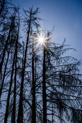Klimawandel Waldsterben tote Nadelbäume durch Wassermangel