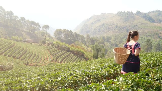 4K. Young Tribal Asian woman with basket from Thailand walk passing strawberry field plantation in the morning at doi ang khang national park, Chiang Mai, Thailand. Beautiful Asia female model in her 