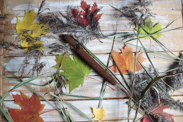 Autumn collage on wooden background with colorful maple leaves, dry grass, cane