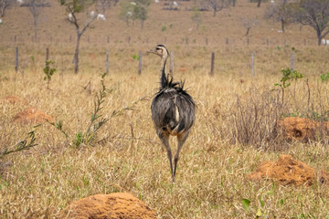 Rear view of a  Rhea or Nandu walking through dry pasture country, looking aside, Bom Jardim, Mato...