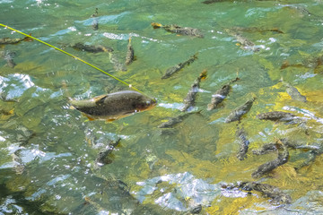 Tropical fishes swimming on the surface of  a crystal clear pool in the brazilian rainforest, Bom Jardim, Mato Grosso, Brazil