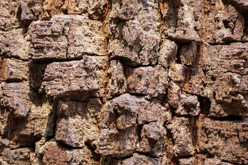 Close up of a gnarled bark of a cerrado tree, Chapada dos Guimarães, Mato Grosso, Brazil, South America
