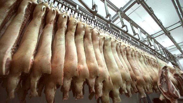 Pig carcass that hangs on a hook, gets into the refrigerator on special flights. A lot of pork carcasses in the refrigerator