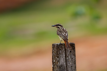 Streaked Flycatcher sitting on a wooden post against defocused background, Chapada dos Guimarães, Mato Grosso, Brazil, South America
