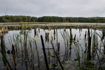 Baumstümpfe im Wasser 