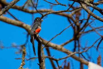Blue-crowned Trogon perching on a branch in a tree against blue sky, Chapada dos Guimarães, Mato...