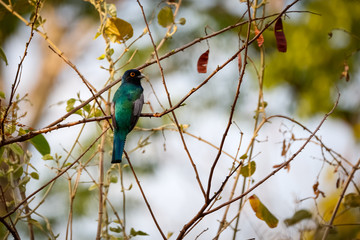 Beautiful Blue-crowned Trogon perching on a tiny branch against natural soft focus background,Chapada dos Guimarães, Mato Grosso, Brazil, South America