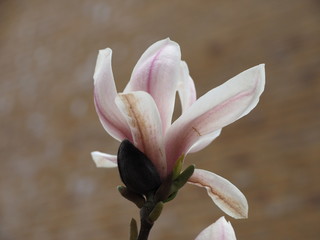 Beautiful Flowers: Magnolia