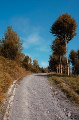 road with brown trees to the mountain in autumn