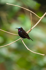 Male Amethyst or Black Sunbird (Chalcomitra amethystina) perched on branch, Kenya