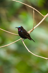Male Amethyst or Black Sunbird (Chalcomitra amethystina) perched on branch, Kenya