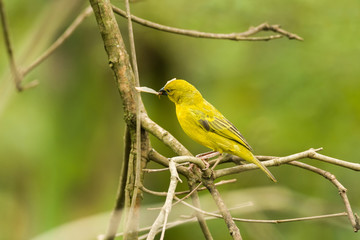 Holub's golden weaver (Ploceus xanthops) on branch, Kenya