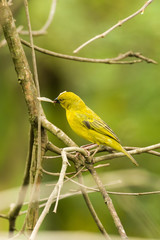 Holub's golden weaver (Ploceus xanthops) on branch, Kenya