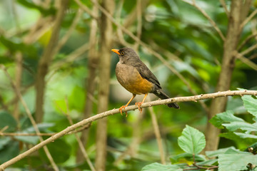 Olive Thrush (Turdus olivaceus) on branch, Kenya
