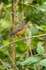 Olive Thrush (Turdus olivaceus) on branch, Kenya