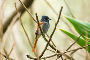 Female African Paradise-flycatcher (Terpsiphone viridis) on branch, Kenya