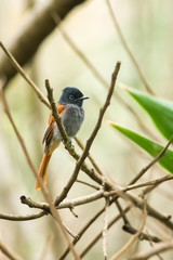 Female African Paradise-flycatcher (Terpsiphone viridis) on branch, Kenya