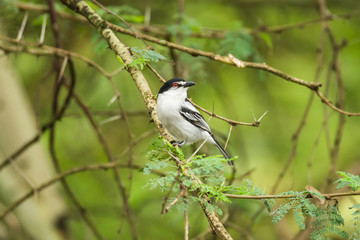 Northern puffback (Dryoscopus gambensis) on Acacia tree branch, Kenya