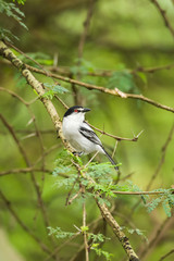 Northern puffback (Dryoscopus gambensis) on Acacia tree branch, Kenya
