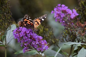 butterfly on a flower