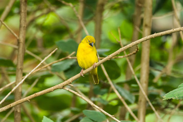 Holub's golden weaver (Ploceus xanthops) on branch, Kenya