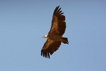Griffon-vulture. Griffin-vulture. Vulture, fingerboard, griffin griffon Griffon Vulture Flight Wingspan
