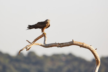 Black Kite in flight, blue sky natural background