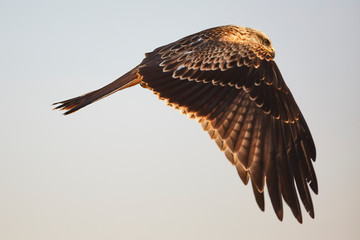 Black Kite in flight, blue sky natural background