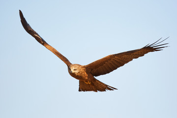 Black Kite in flight, blue sky natural background