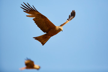 Black Kite in flight, blue sky natural background