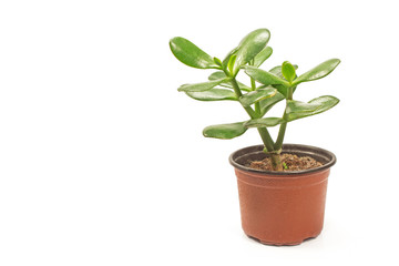 Crassula  jade plant isolated on white background