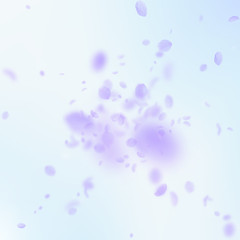 Violet flower petals falling down. Pleasant romant
