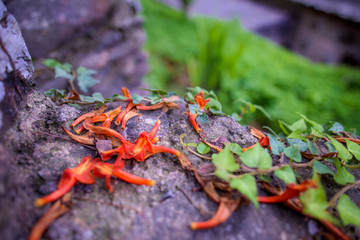 Nature