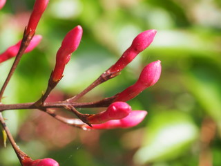 Beautiful Flowers: Garden Hedge
