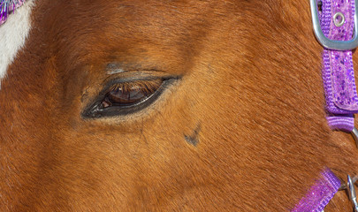  eye of a tired horse. eyes of animals. sleepy horse. animals at the zoo. horse riding