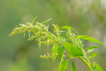  sprig of wormwood in the summer garden. summer garden. healthy and healing herbs