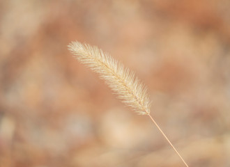  delicate transparent spikelet on the background of an autumn field. autumn garden. grass in beige shades