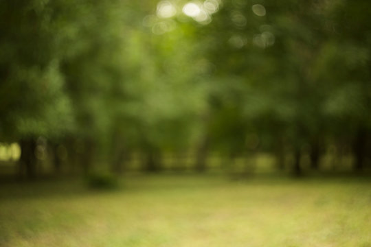 abstract unfocused fuzzy green forest foliage background 
